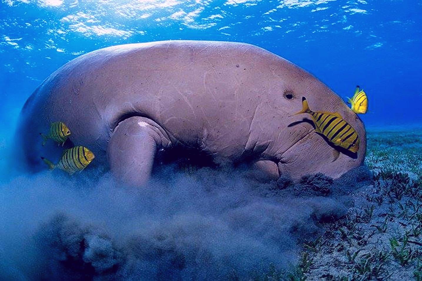 Water Course in the Red Sea.