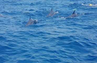 Dolphins Spot