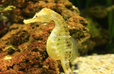 Sea Horse