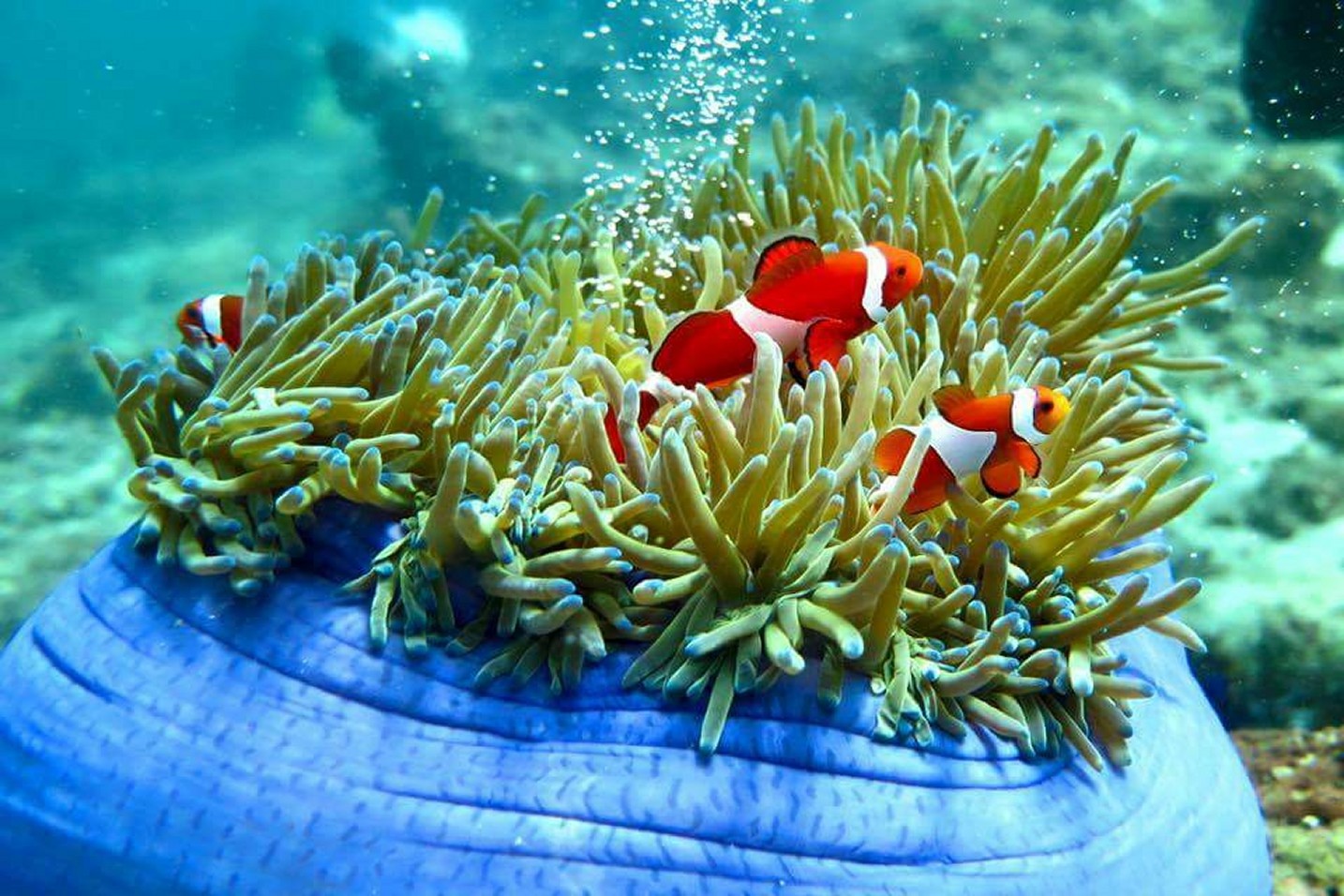 scuba diving